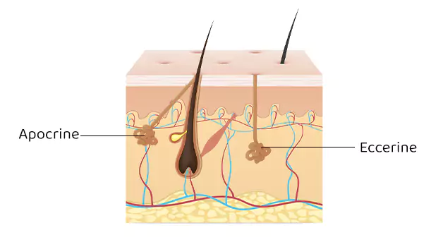 Understanding sweating function