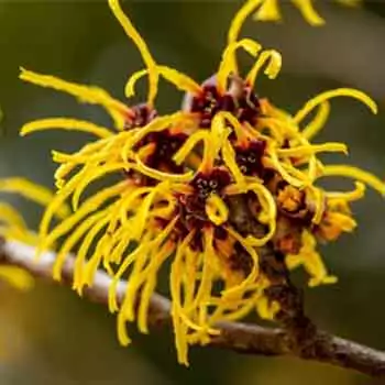 Witch hazel