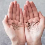 How Long do palm tattoos last